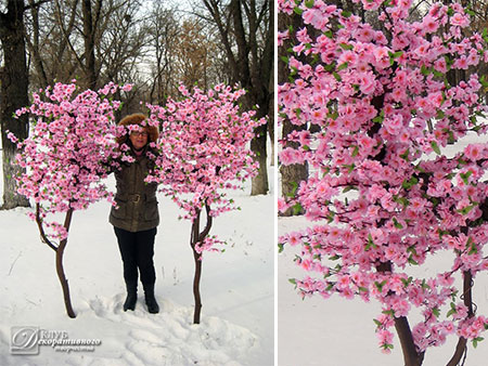 Купить дерево розовое сакура в Украине, Киев, Днепр, Винница
