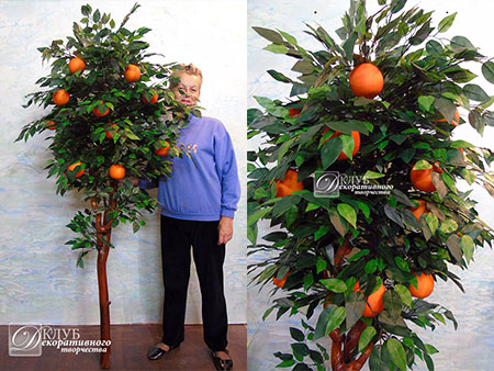 Купить дерево апельсиновое в Украине, Киев, Львов, Хмельницкий