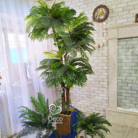Купить декоративные пальмы в Украине, Николаев, Кировоград, Киев