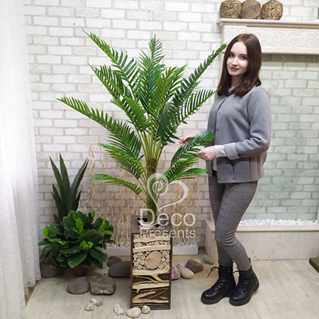 Купить пальму небольшого размера, Украина, Киев, Чернигов, Запорожье