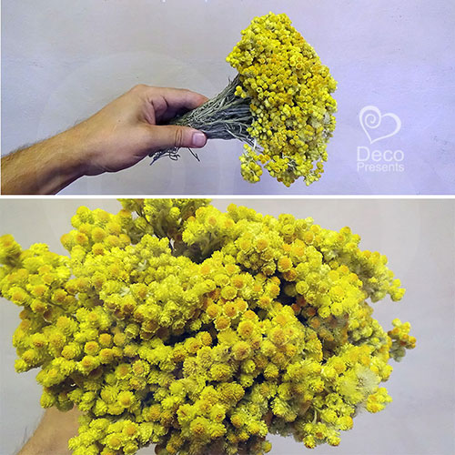 Купить Сухоцвет природный желтый в пучке в Украине, Киев, Одесса, Харьков