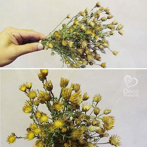 Купить Сухоцвет природный в букете оптом в Украине, Днепр, Киев