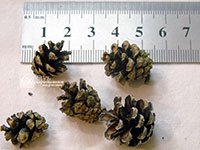 Шишки сосновые мини 1-3 см: купить для композиций Новый год