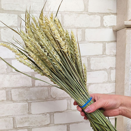 Купить колоски пшеницы натуральные для декора Украина, Запорожье, Сумы, Ровно